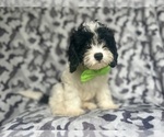 Small #3 Cavapoo