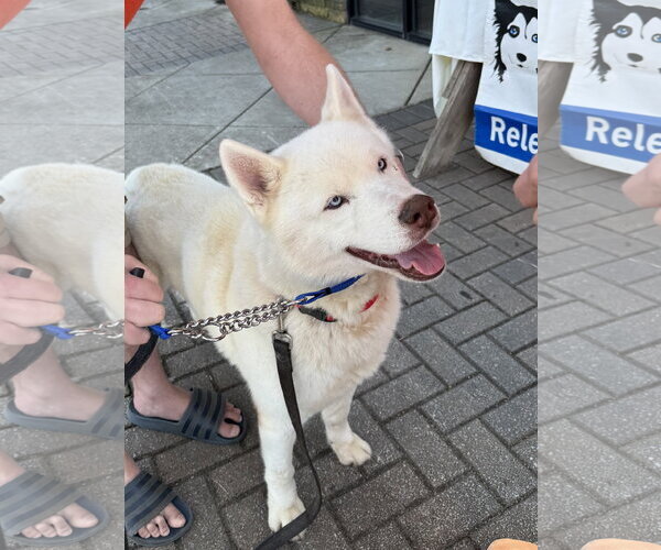 Medium Photo #7 Siberian Husky Puppy For Sale in Cumming, GA, USA
