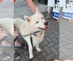 Small #6 Siberian Husky