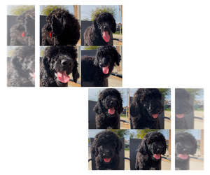 Poodle (Standard) Puppy for sale in EXETER, CA, USA
