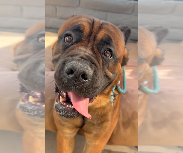Medium Photo #2 Mutt Puppy For Sale in Goodyear, AZ, USA