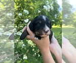 Small #6 Bernedoodle