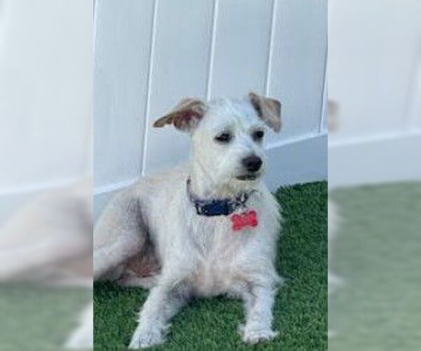 Medium Photo #1 Mutt Puppy For Sale in San Diego, CA, USA