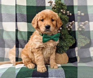 Golden Retriever Puppy for sale in NOTTINGHAM, PA, USA