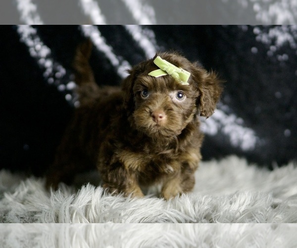 Medium Photo #6 Yorkipoo Puppy For Sale in WARSAW, IN, USA