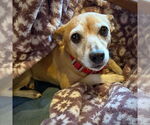 Small #8 Rat Terrier Mix