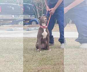 Medium American Pit Bull Terrier-Labrador Retriever Mix