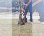 Small American Pit Bull Terrier-Labrador Retriever Mix