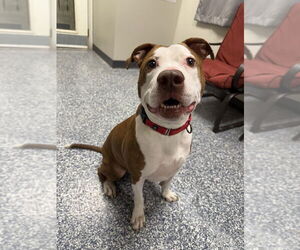 Mutt Dogs for adoption in Bemidji, MN, USA