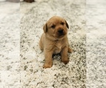 Small Photo #2 Labrador Retriever Puppy For Sale in STEVENS, PA, USA