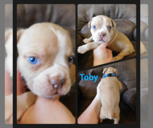 Olde English Bulldogge Puppy for sale in WHEELER, MI, USA