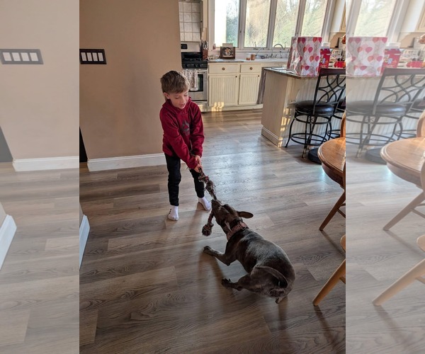 Medium Photo #2 American Pit Bull Terrier-Unknown Mix Puppy For Sale in Germantown, OH, USA