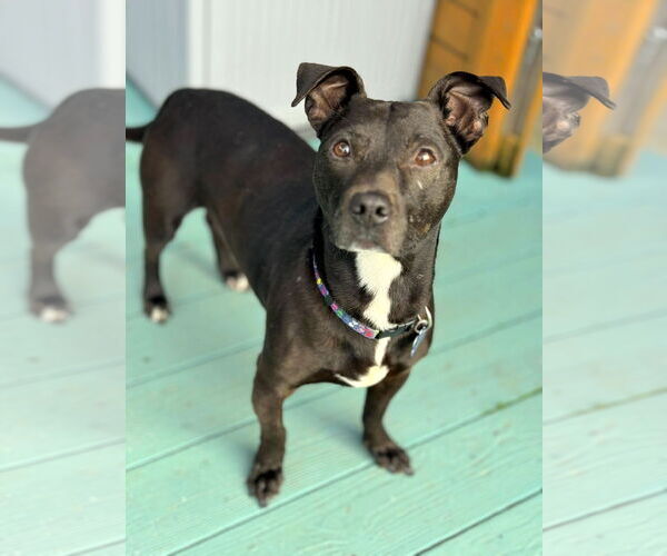 Medium Photo #4 American Pit Bull Terrier-Dachshund Mix Puppy For Sale in Milwaukie, OR, USA