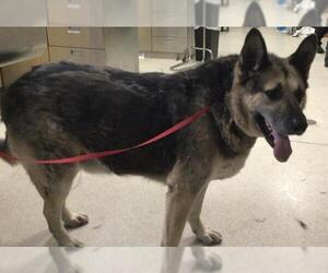 German Shepherd Dog Dogs for adoption in Riverside, CA, USA