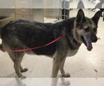 Small German Shepherd Dog