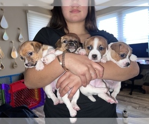 Jack Russell Terrier Puppy for sale in ODENTON, MD, USA