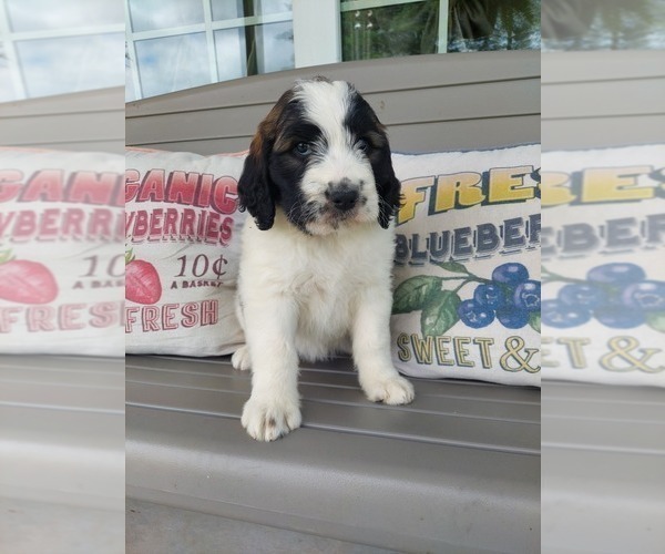 Medium Photo #4 Saint Berdoodle Puppy For Sale in LEWISBURG, KY, USA
