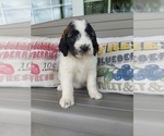 Small Photo #4 Saint Berdoodle Puppy For Sale in LEWISBURG, KY, USA