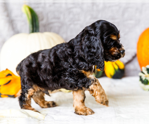 Medium Photo #44 Cocker Spaniel Puppy For Sale in WAKARUSA, IN, USA