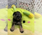 Puppy Puppy 5 Schnauzer (Miniature)