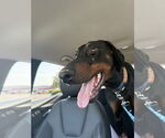Small #4 Doberman Pinscher