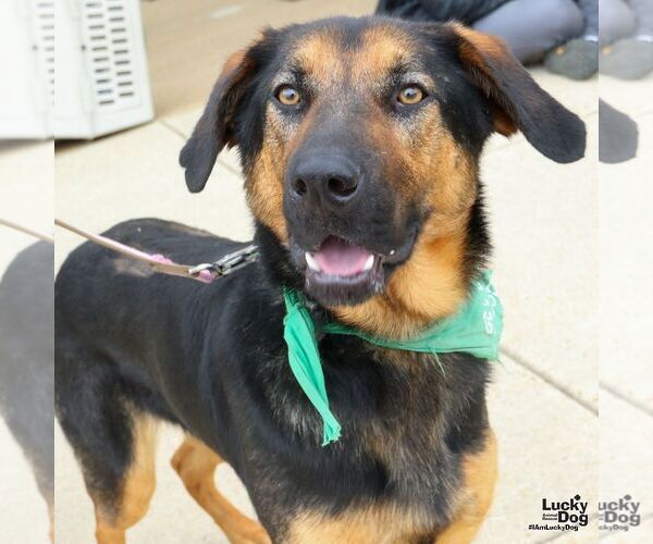 Medium Photo #7 Rottweiler-Unknown Mix Puppy For Sale in Washington, DC, USA
