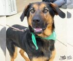 Small #6 Rottweiler Mix