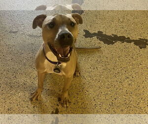 Tip - Female American Bulldog-Unknown Mix Dog for Adoption - Photo #24