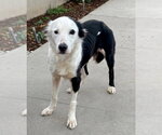 Small #1 Border Collie Mix