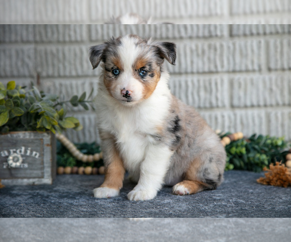Medium Photo #1 Miniature Australian Shepherd Puppy For Sale in BALTIC, OH, USA