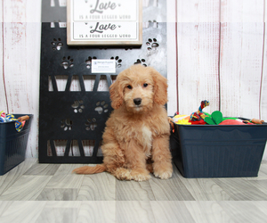 Goldendoodle (Miniature) Puppy for sale in MARIETTA, GA, USA