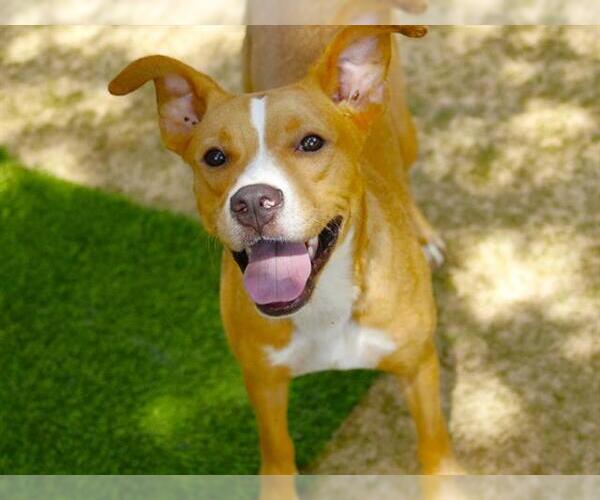 Medium Photo #1 American Bulldog-Unknown Mix Puppy For Sale in Tallahassee, FL, USA