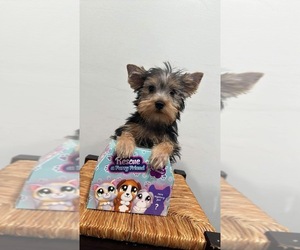 Yorkshire Terrier Puppy for sale in TAMARAC, FL, USA