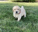 Small Photo #4 Golden Retriever Puppy For Sale in CONGERVILLE, IL, USA