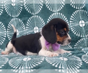 Beagle Puppy for sale in LAKELAND, FL, USA