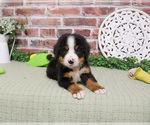 Small #3 Bernese Mountain Dog