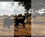 Small Photo #1 Border Collie Puppy For Sale in CLOVIS, CA, USA
