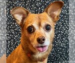 Small Photo #11 Chihuahua-Unknown Mix Puppy For Sale in Arlington, VA, USA