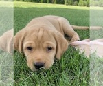 Small Photo #3 Labrador Retriever Puppy For Sale in CREAL SPRINGS, IL, USA