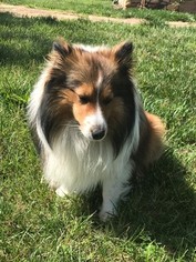 Father of the Shetland Sheepdog puppies born on 05/20/2017