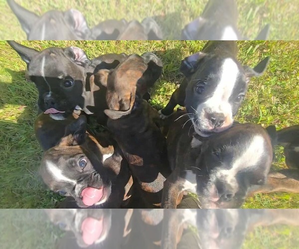 Medium Photo #1 Boxer Puppy For Sale in BAUDETTE, MN, USA
