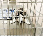 Small #1 Siberian Husky