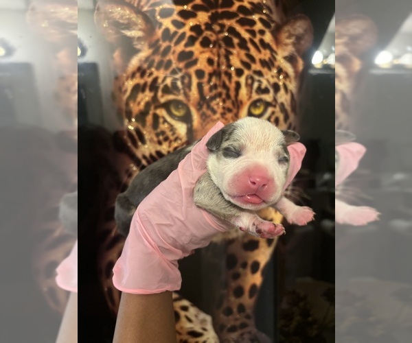 Medium Photo #19 American Bully Puppy For Sale in SEVERN, MD, USA