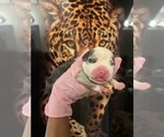 Puppy Puppy 6 American Bully