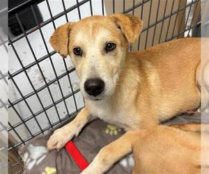 Labrador Retriever-Unknown Mix Dogs for adoption in Conroe, TX, USA