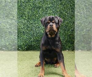 Rottweiler Dogs for adoption in Naples, FL, USA