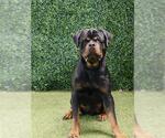 Small Rottweiler