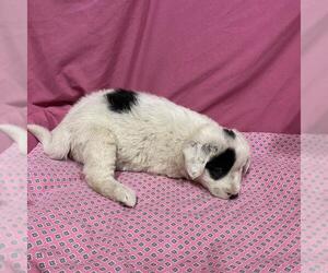 Australian Shepherd-Unknown Mix Dogs for adoption in Modesto, CA, USA