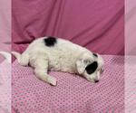 A614022 - Female Australian Shepherd-Unknown Mix Dog for Adoption - Small photo