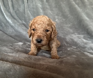 Poodle (Standard) Puppy for sale in MONROEVILLE, PA, USA